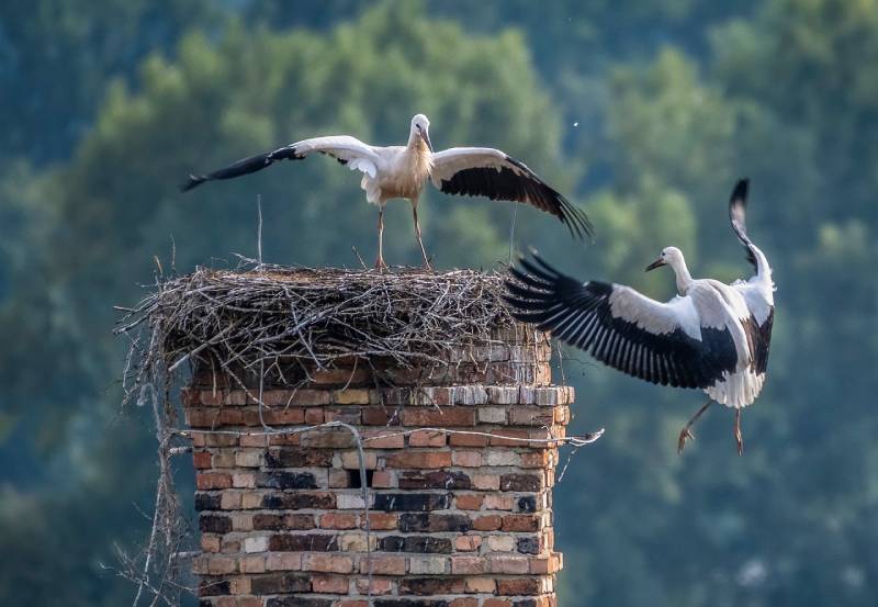 Professional Chimney Animal Removal Services in Anna, Texas