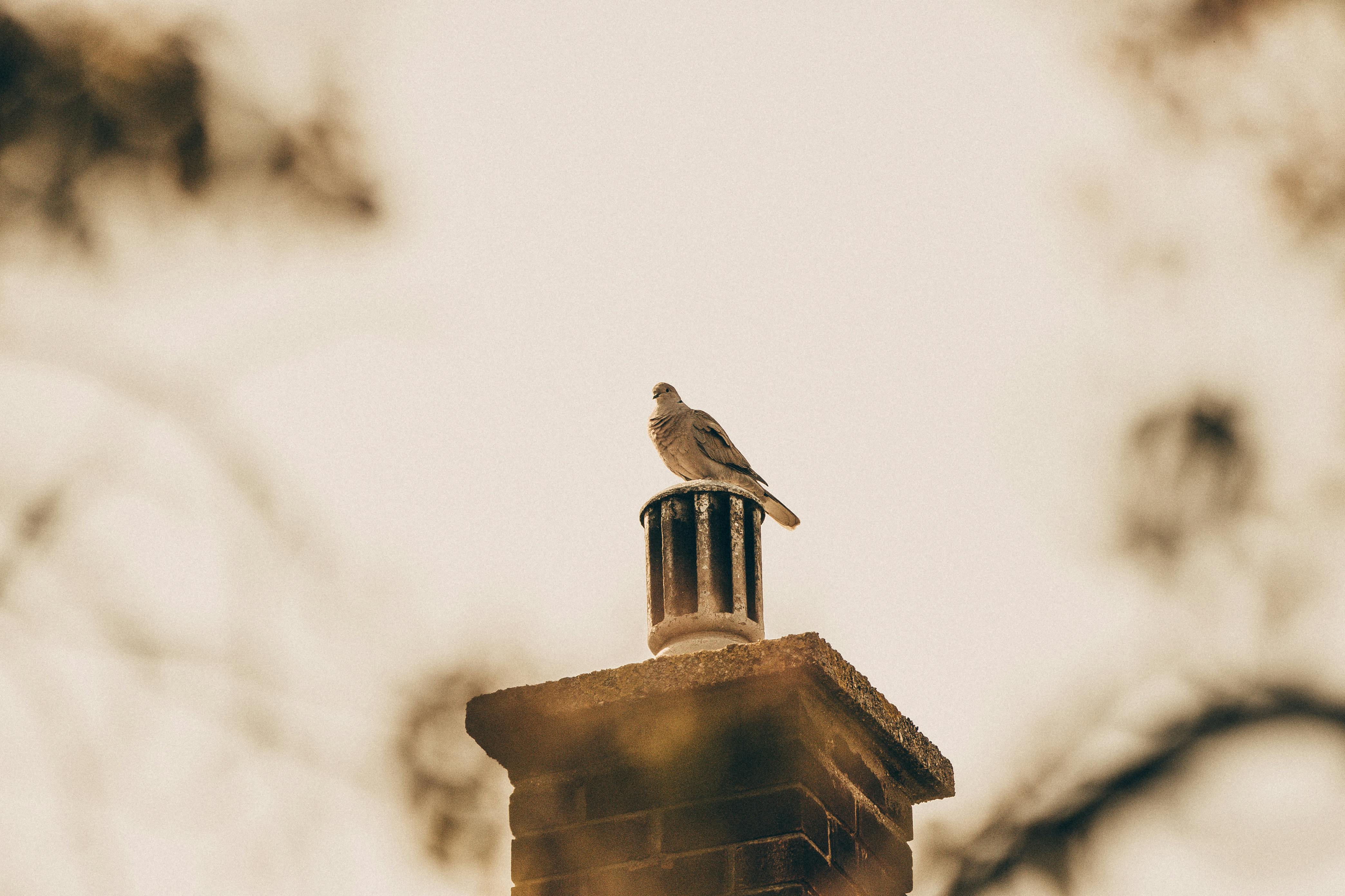 Professional Chimney Cap and Damper In Anna Texas